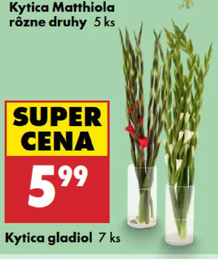 Kytica Mathiola rôzne druhy