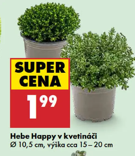 Hebe Happy v kvetináči