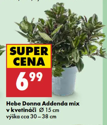 Hebe Donna Addenda mix v kvetináči