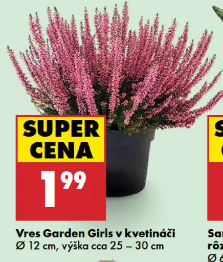 Vres Garden Girls v kvetináči