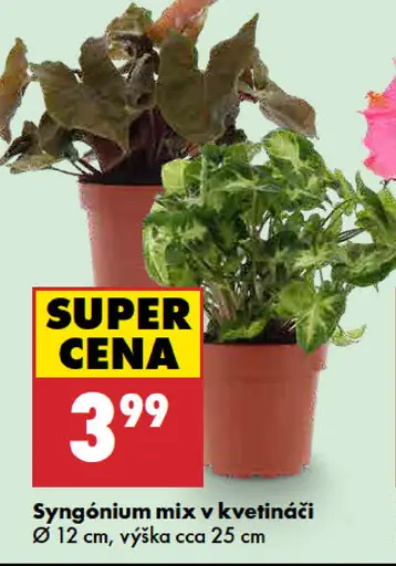 Syngónium mix v kvetináči