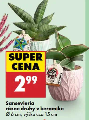 Sansevieria rôzne druhy v keramike