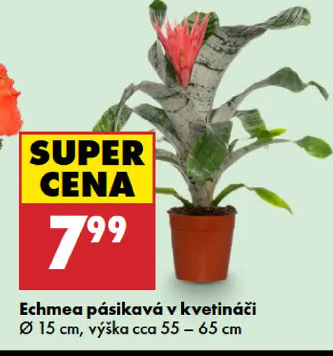 Echmea pásikavá v kvetináči