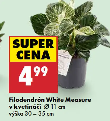 Filodendrón White Measure v kvetináči, priemer 11 cm, výška 30–35 cm