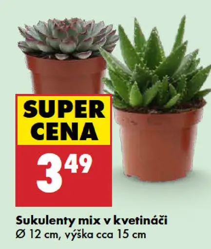 Mix sukulentov v kvetináči, priemer 12 cm, výška približne 15 cm