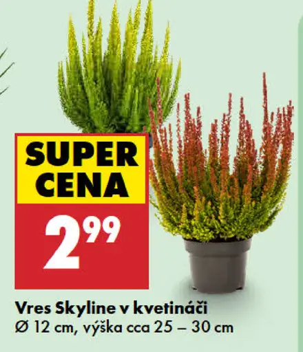 Vres Skyline v kvetináči, priemer 12 cm, výška približne 25–30 cm