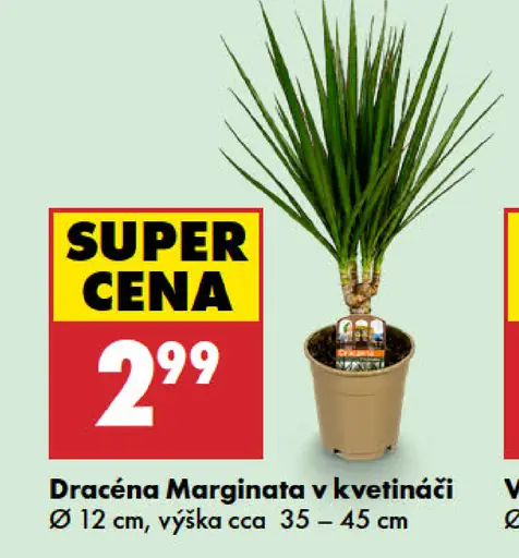 Dracéna Marginata v kvetináči, priemer 12 cm, výška približne 35–45 cm