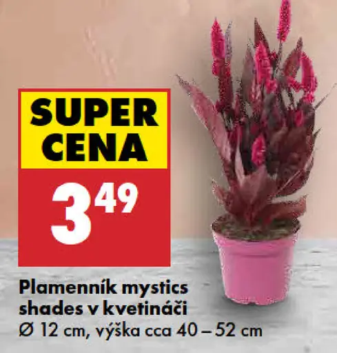 Plamenník mystics shades v kvetináči