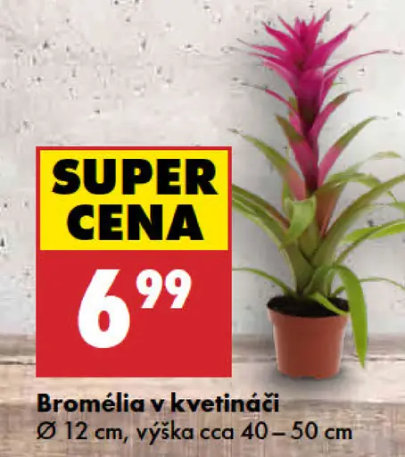 Bromélia v kvetináči