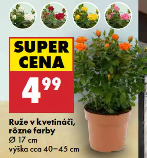 Ruža v kvetináči, rôzne farby