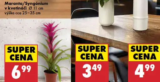 Maranta alebo syngónium v kvetináči