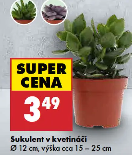 Sukulent v kvetináči, priemer 12 cm, výška cca 15–25 cm