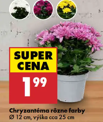 Chryzantéma, rôzne farby, priemer 12 cm, výška cca 25 cm