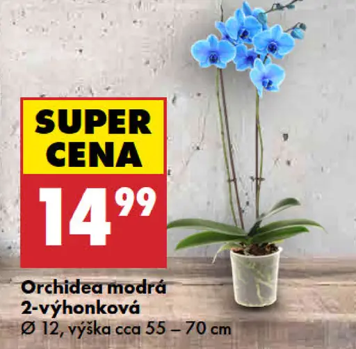 Orchidea modrá, 2-výhonková, priemer 12 cm, výška cca 55–70 cm