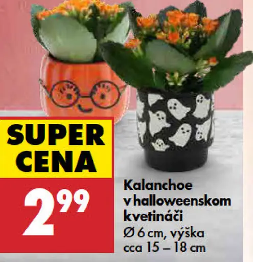 Kalanchoe v halloweenskom kvetináči