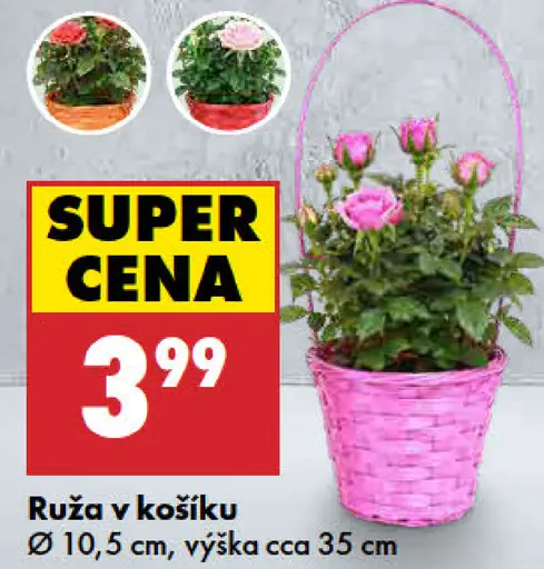 Ruža v košíku