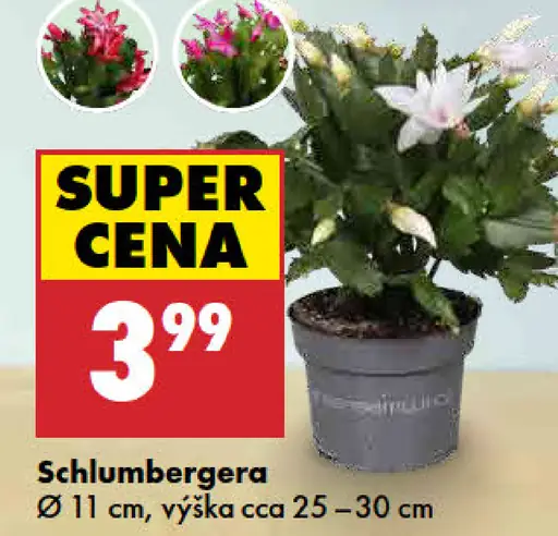 Schlumbergera