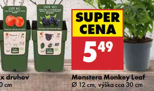 Monstera Monkey Leaf