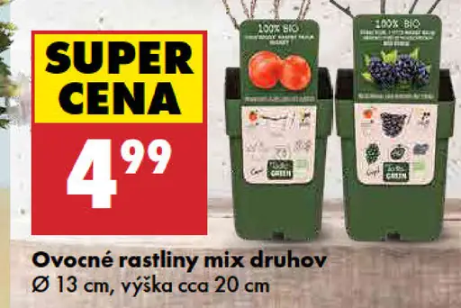 Ovocné rastliny mix druhov