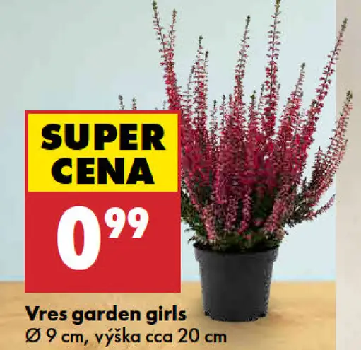 Vres garden girls