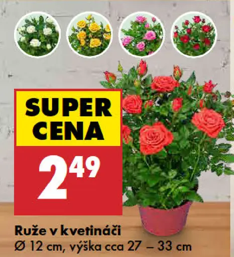 Ruže s trblietkami v kvetináči
