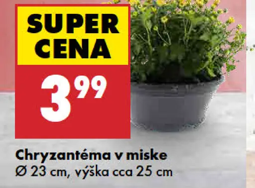 Chryzantéma v miske