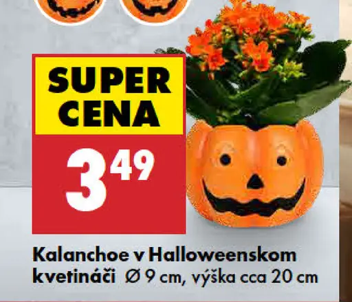 Kalanchoe v halloweenskom kvetináči
