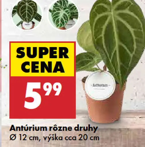 Anthurium rôzne druhy