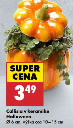 Kalanchoe v keramike Halloween