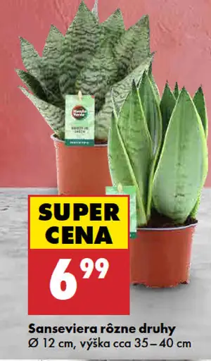 Sansevieria rôzne druhy