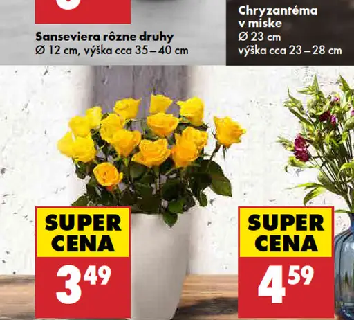 Kytica ruží