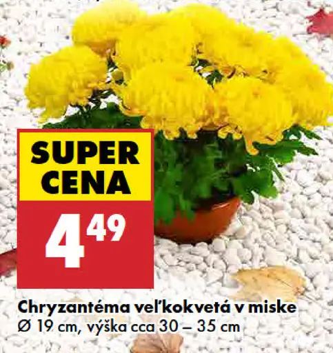 Chryzantéma veľkokvetá v miske