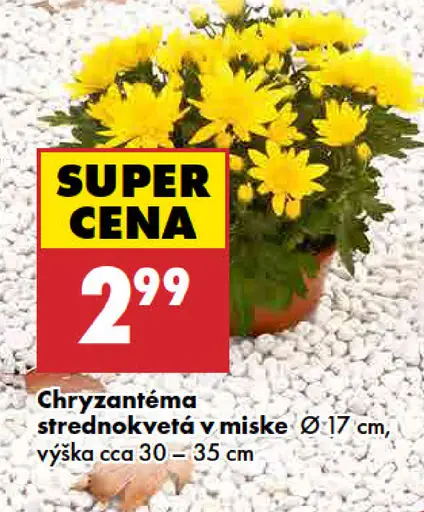 Chryzantéma v miske