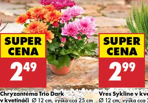 Chryzantéma Trio Dark v kvetináči