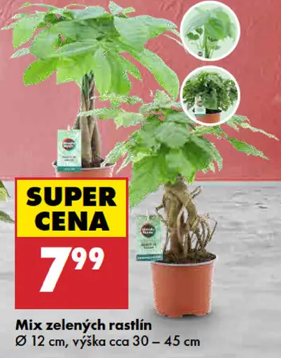 Mix veľkých zelených rastlín