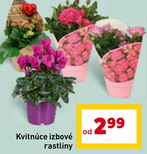 Kvitnúce izbové rastliny