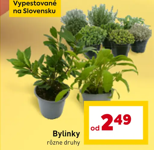 Bylinky