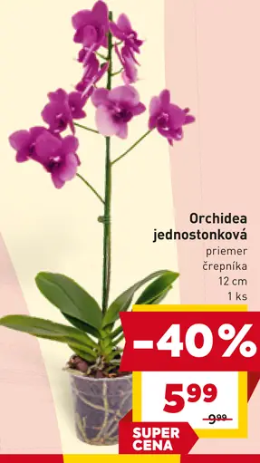 Orchidea