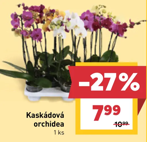 Kaskádová orchidea