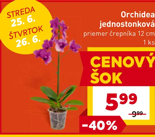Orchidea