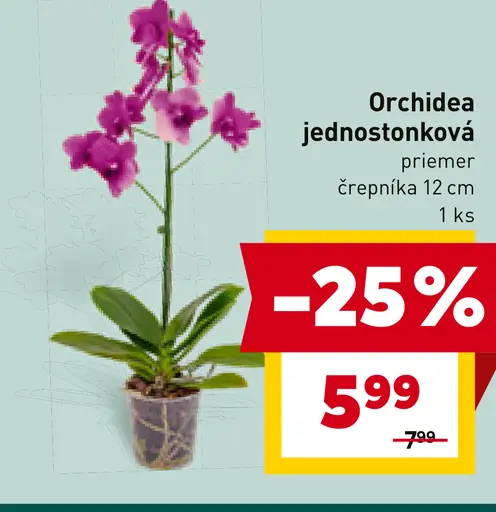 Orchidea