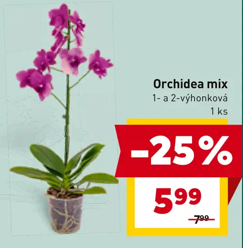 Orchidea mix