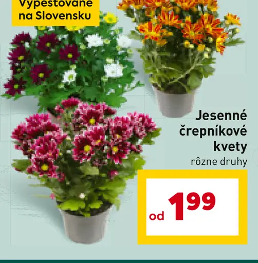 Jeseňné črepníkové kvety