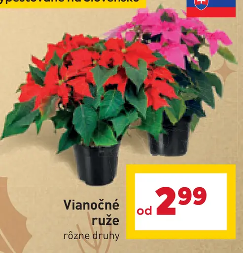 Vianočné ruže