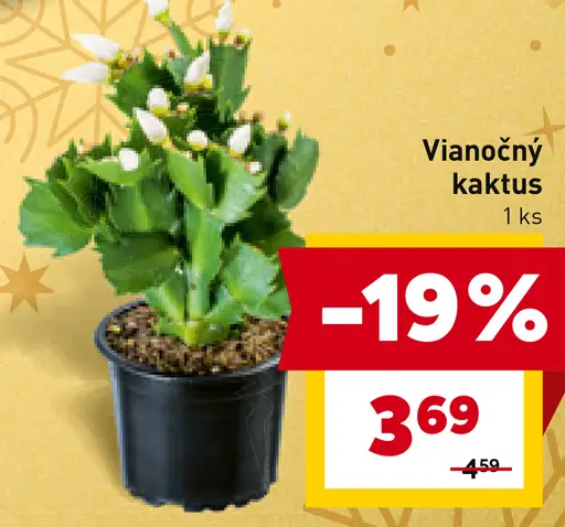 Vianočný kaktus