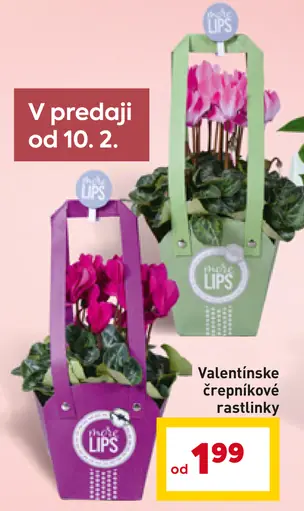 Lips valentínske črepníkové rastlinky