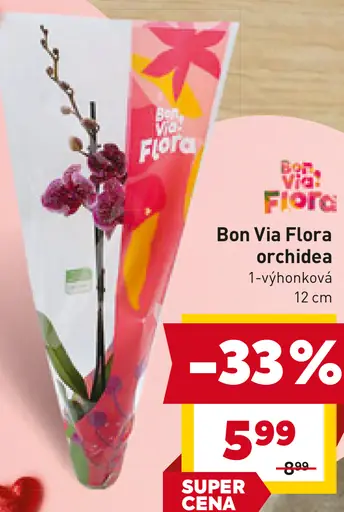 Bon Via Flora orchidea 1-výhonková