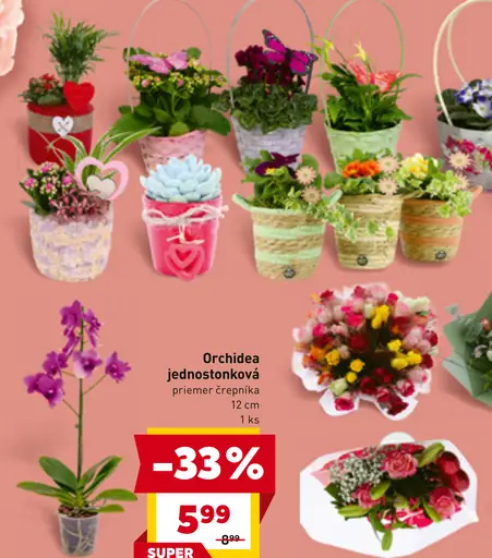 Orchidea jednostonková v črepníku