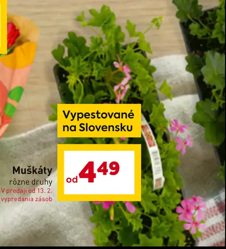 Muškáty rôzne druhy