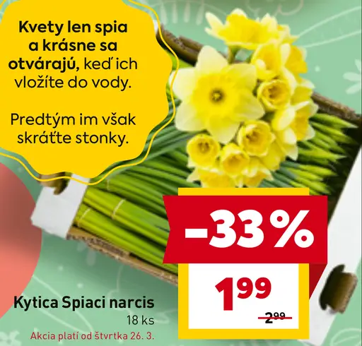 Kytica Spiaci narcis